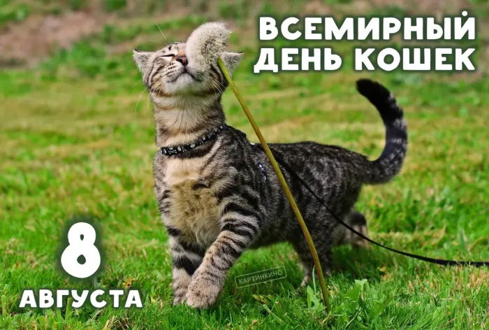 Картинки со Всемирным днем кошек (50 открыток). Красивые картинки со Всемирным днем кошек