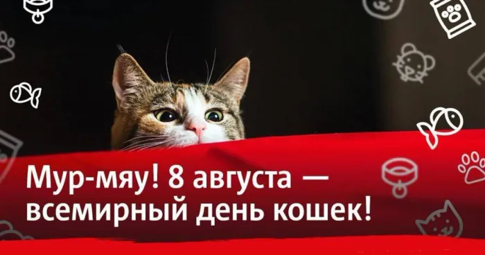 Картинки со Всемирным днем кошек (50 открыток). Красивые картинки со Всемирным днем кошек