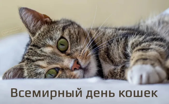 Картинки со Всемирным днем кошек (50 открыток). Красивые картинки со Всемирным днем кошек