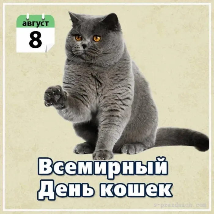 Картинки со Всемирным днем кошек (50 открыток). Красивые картинки со Всемирным днем кошек