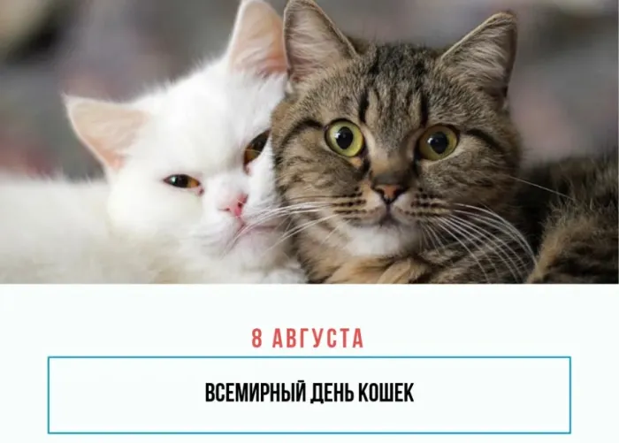 Картинки со Всемирным днем кошек (50 открыток). Красивые картинки со Всемирным днем кошек