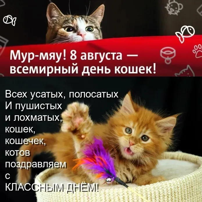 Картинки со Всемирным днем кошек (50 открыток). Красивые картинки со Всемирным днем кошек