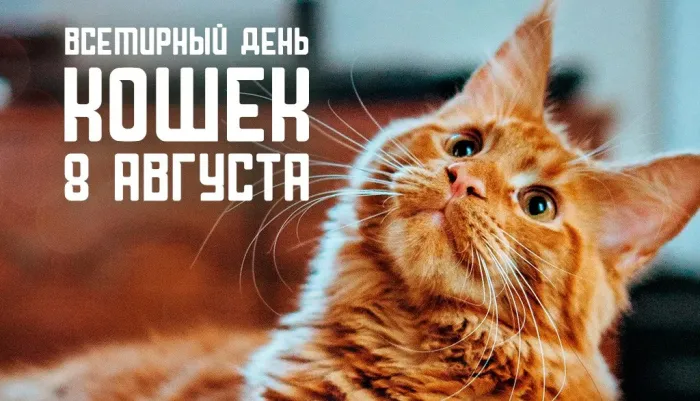 Картинки со Всемирным днем кошек (50 открыток). Красивые картинки со Всемирным днем кошек