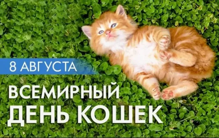 Картинки со Всемирным днем кошек (50 открыток). Красивые картинки со Всемирным днем кошек