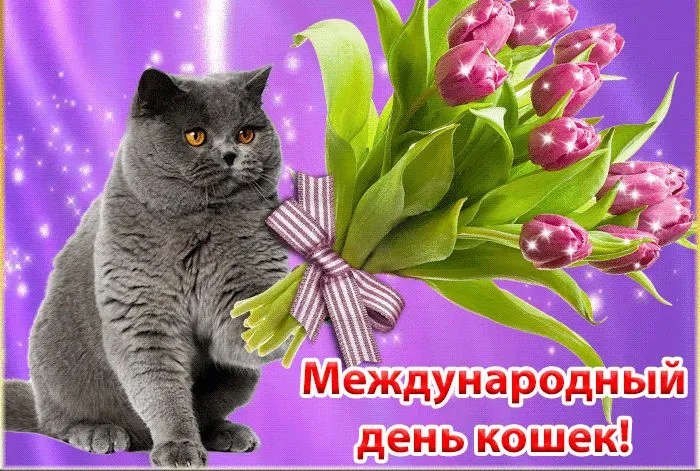 Картинки со Всемирным днем кошек (50 открыток). Красивые картинки со Всемирным днем кошек
