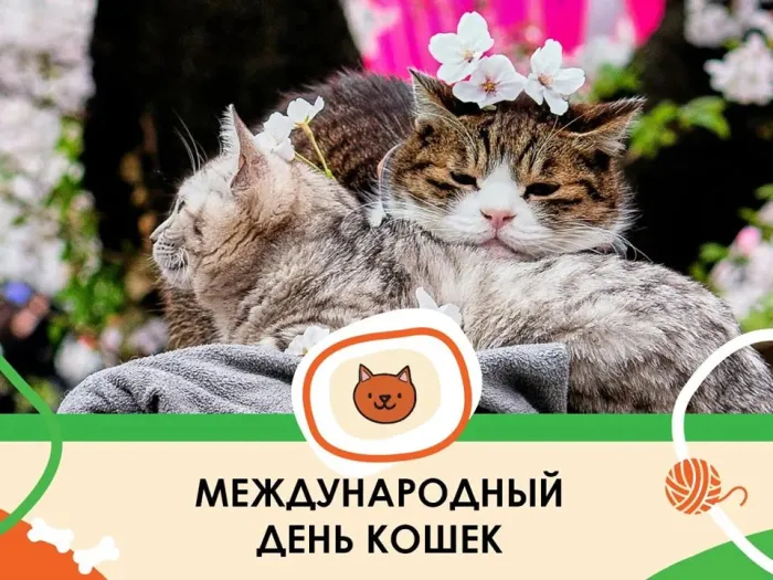 Картинки со Всемирным днем кошек (50 открыток). Красивые картинки со Всемирным днем кошек