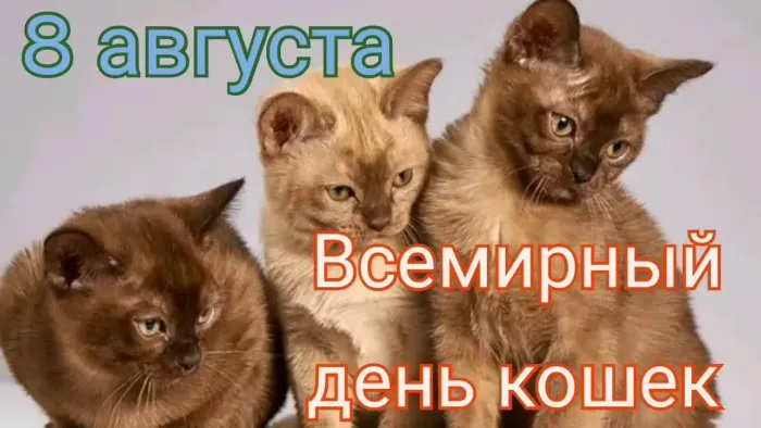 Картинки со Всемирным днем кошек (50 открыток). Красивые картинки со Всемирным днем кошек